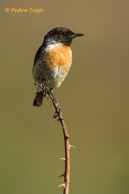 Tarabilla común (Saxicola torquata)